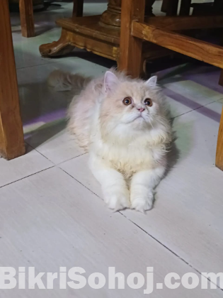 Persian Cat